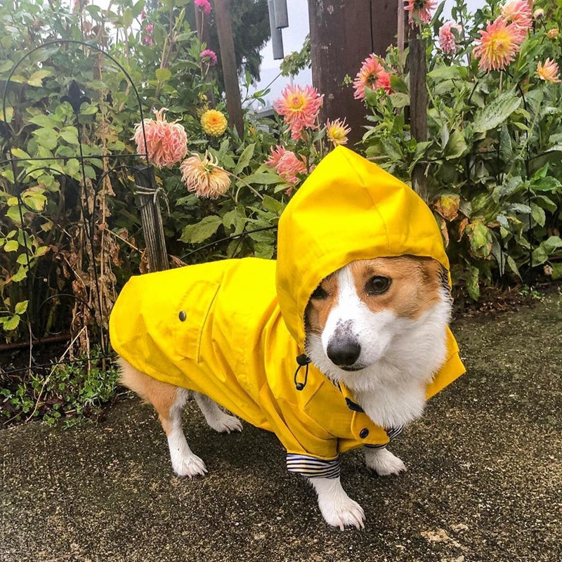 🐶✨Hundejacke – Stylisch, warm & wetterfest