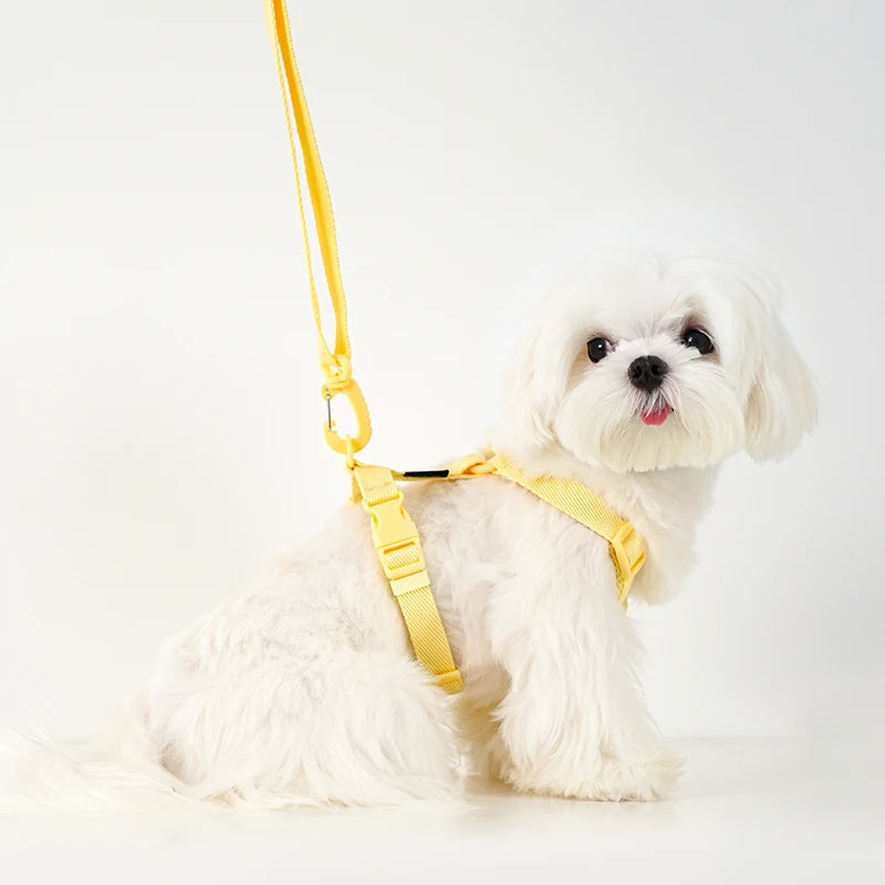 🐾🌈 Hundegeschirr Set mit Leine & Halsband – Verstellbar, Reflektierend, Pastell Macaron Farben für kleine Hunde 🐶💖