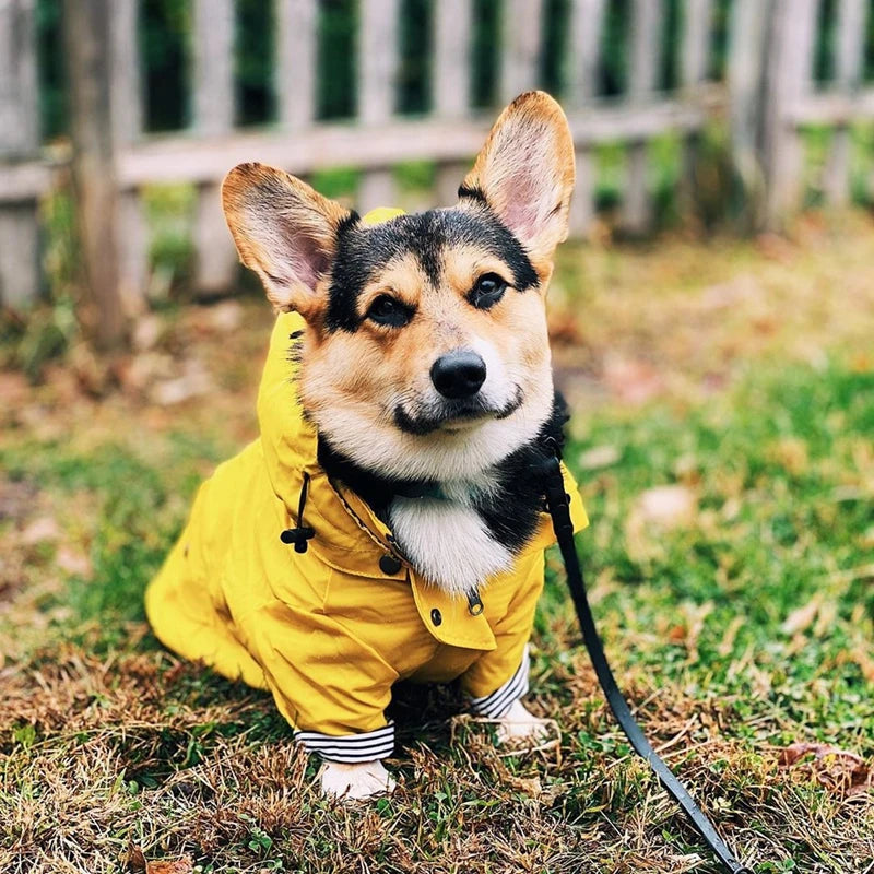 🐶✨Hundejacke – Stylisch, warm & wetterfest