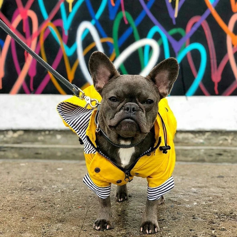 🐶✨Hundejacke – Stylisch, warm & wetterfest