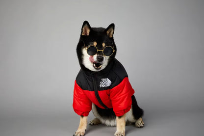 🐶🧥 Warme Hundejacke – Stylischer Schutz für kalte Tage!