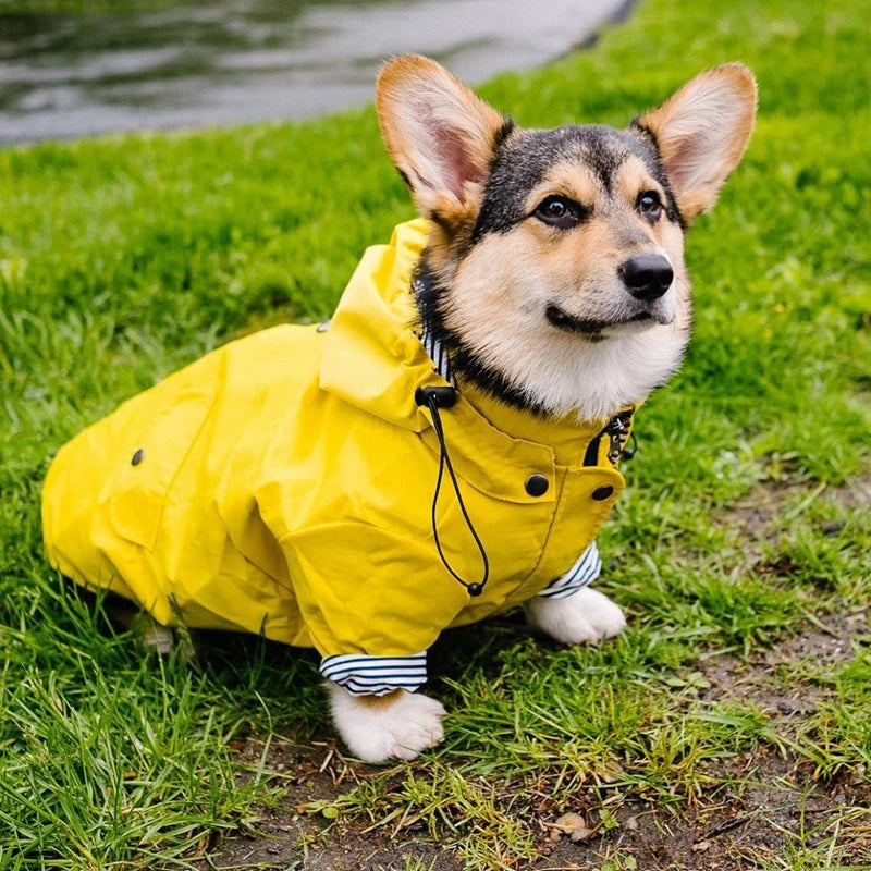🐶✨Hundejacke – Stylisch, warm & wetterfest