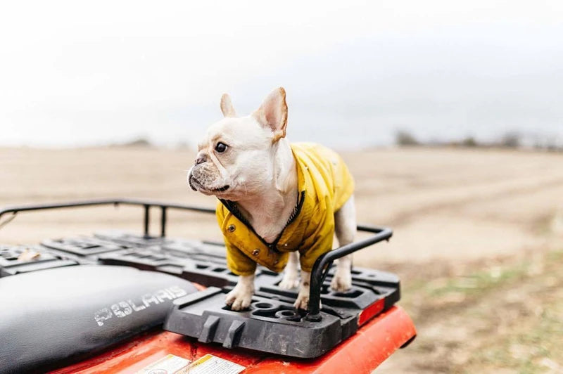 🐶✨Hundejacke – Stylisch, warm & wetterfest